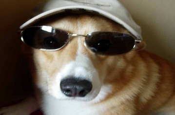 警犬服务(图1)