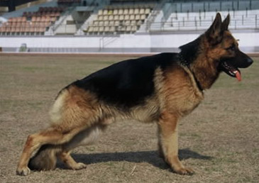 警犬服务(图2)